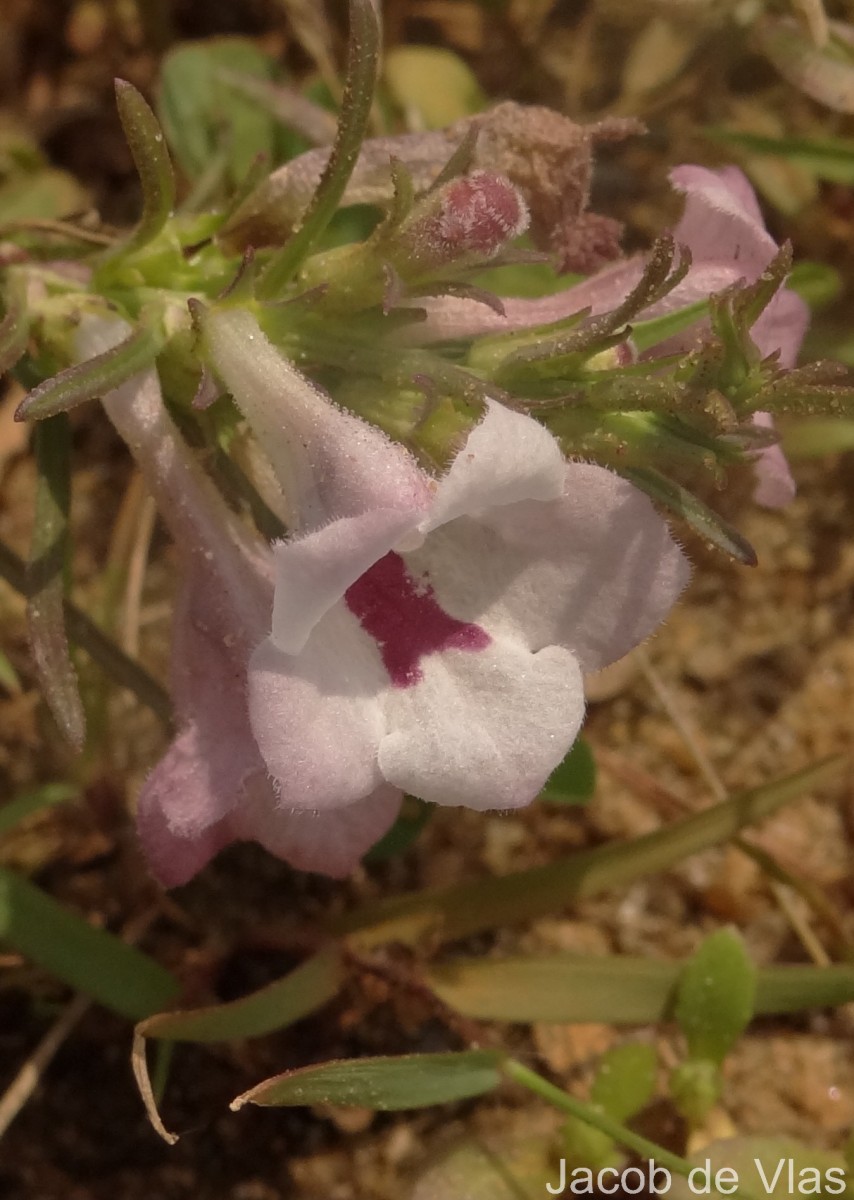Parasopubia delphiniifolia (L.) H.-P.Hofm. & Eb.Fisch.